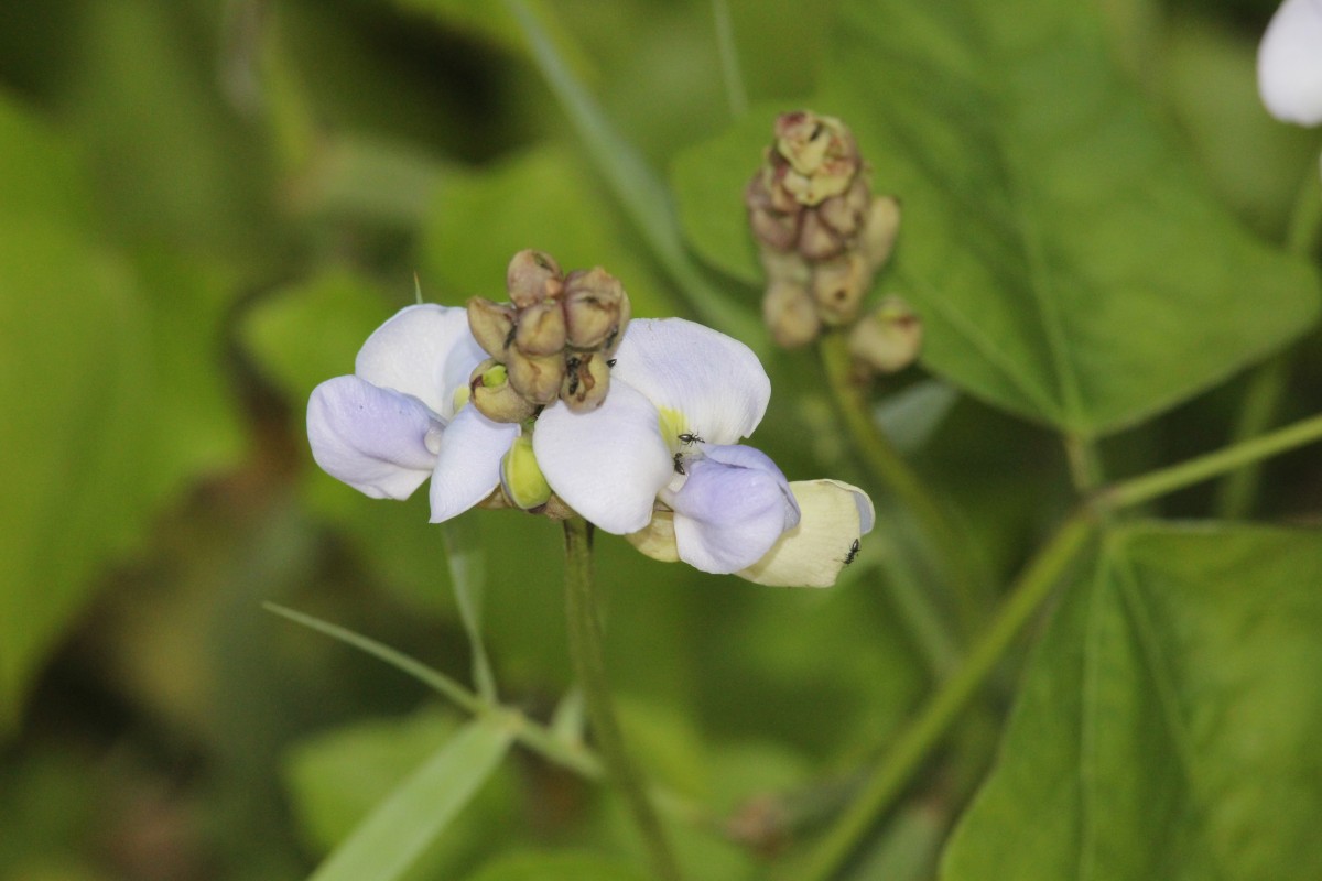 Psophocarpus scandens (Endl.) Verdc.